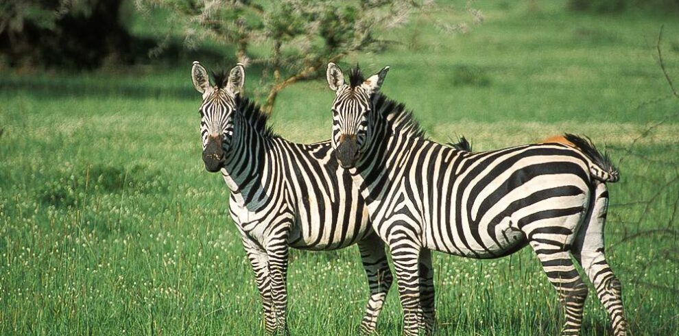 lake Mburo, visit Gorilla Safaris