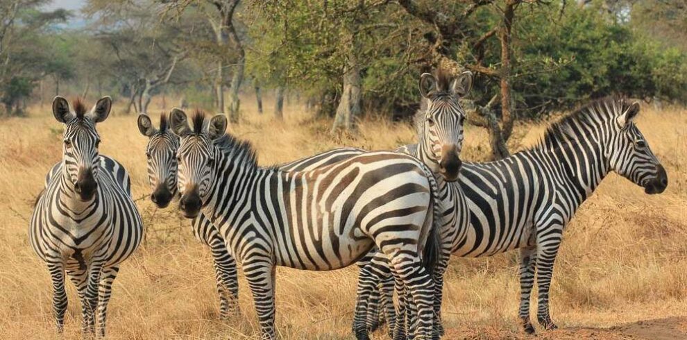 visit gorilla safaris