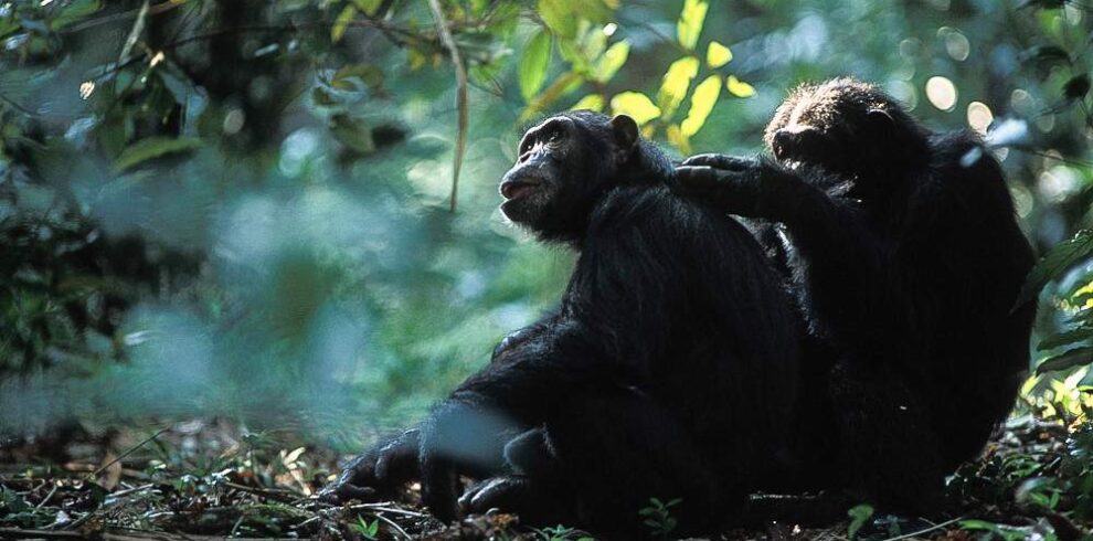 visit Gorilla Safaris