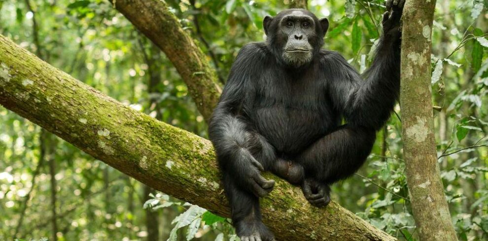 Chimp Trekking_Visit Gorilla Safaris