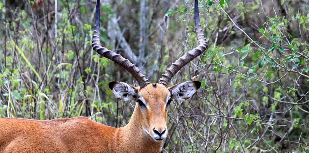 mburo NP