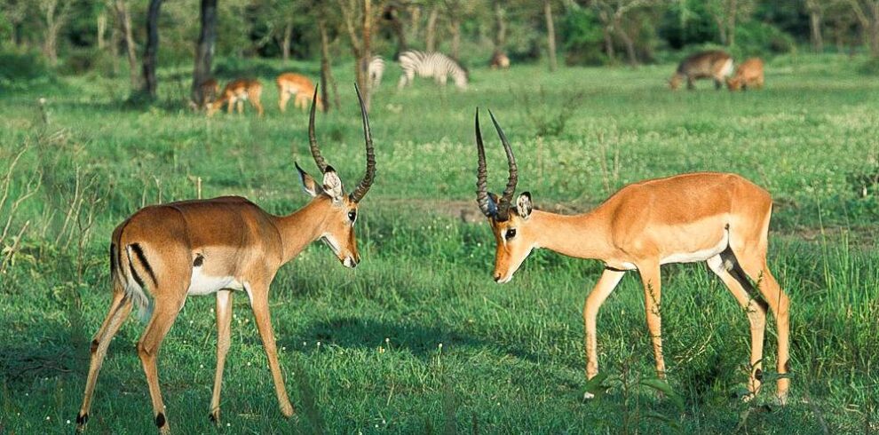 visit Gorill Safaris