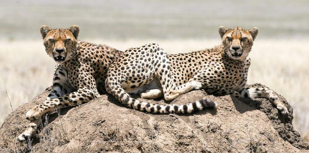 Visit Gorilla Safaris
