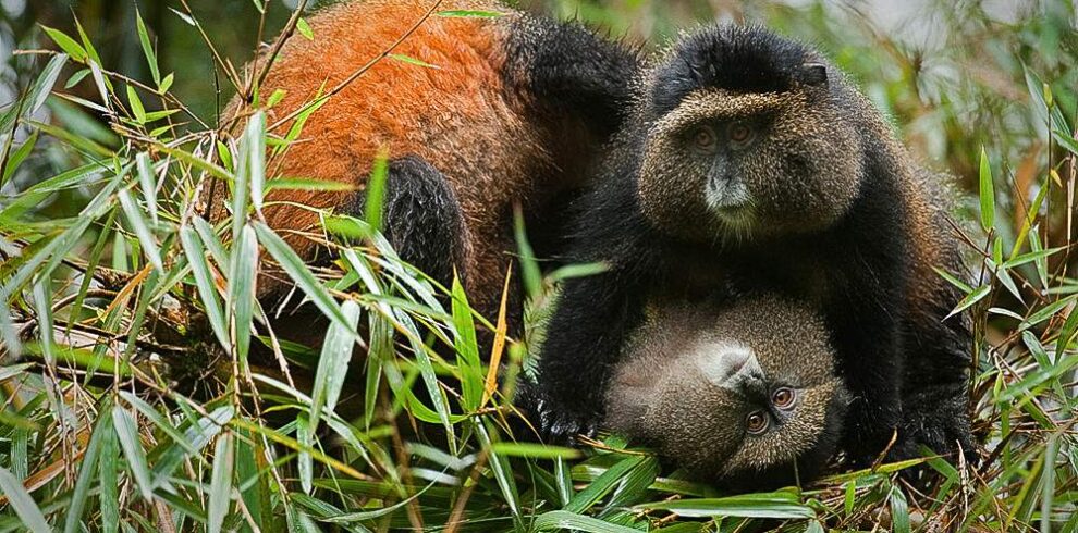 Golden Monkey Tour, visitgorilla safaris