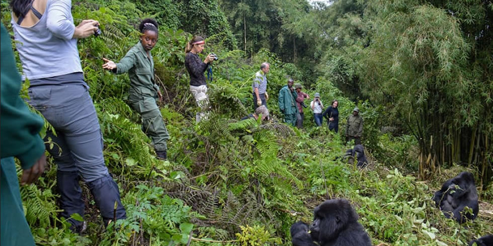 Gorilla Trekking in Rwanda